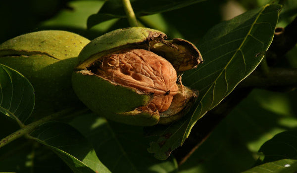 What Is English Walnut Extract? Benefits, Uses & Why It’s on the Rise in Supplements